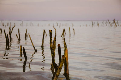 Close-up of plants in calm lake