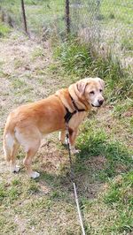 Dog on grassy field