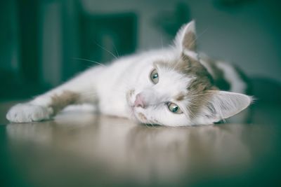 Cute tabby cat lying on the table. 