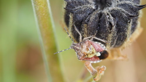 Close-up of insect on leaf