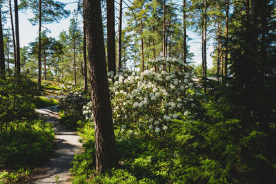 Trees in forest