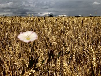 Close-up of wheat growing on field against the sky