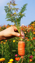 Person holding plant