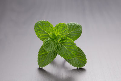 leaf