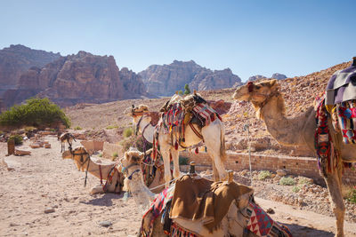 Panoramic view of people on desert against sky