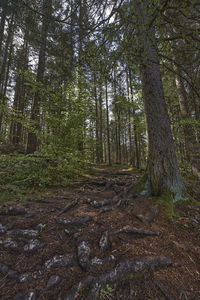 Low angle view of trees in forest