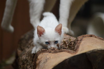 Close-up portrait of a kitten
