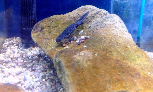 Close-up of turtle swimming in aquarium