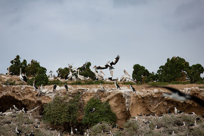 View of giraffe on rock against sky