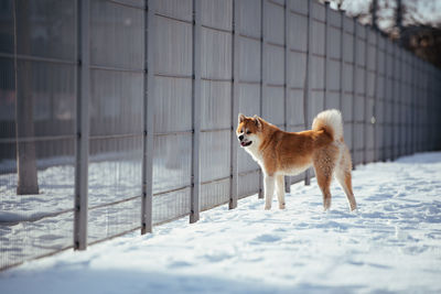 Dog standing in snow