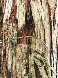 Full frame shot of tree trunk