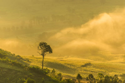 Scenic view of field against sky during foggy weather