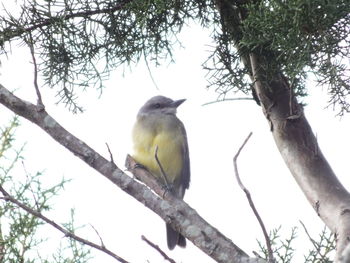 Low angle view of bird perching on tree against sky