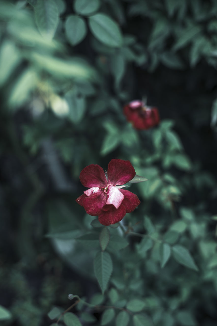 CLOSE-UP OF RED ROSE ON LEAF