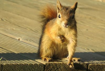Portrait of cat on wood