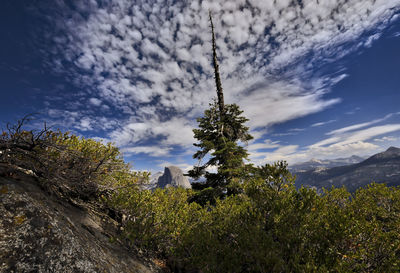 Low angle view of trees against sky