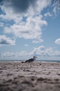 Seagull perching on beach against sky