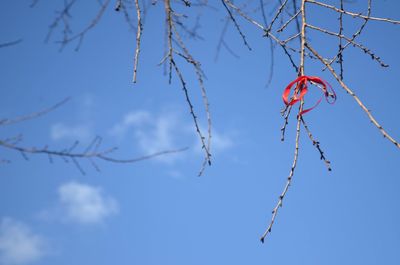 Low angle view of red tree against blue sky