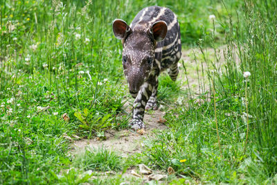 Portrait of an animal on field