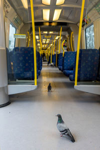 Pigeons in subway train