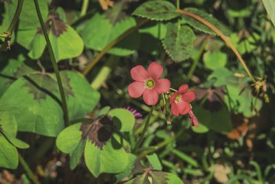 Close-up of pink flowering plant