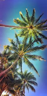 Low angle view of tree against blue sky