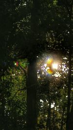 Low angle view of tree at night