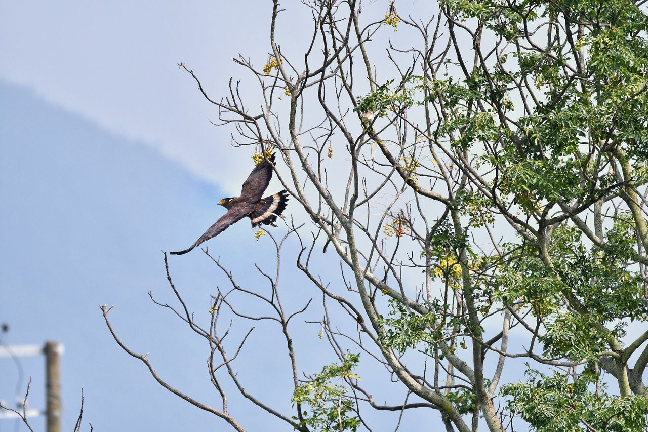 LOW ANGLE VIEW OF BIRDS PERCHING ON TREE