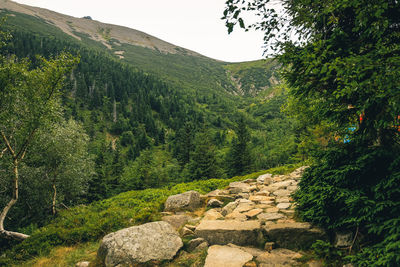 Scenic view of forest against sky