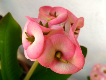 Close-up of pink flowers