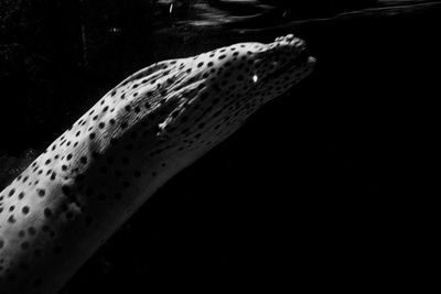 Close-up of jellyfish swimming in water