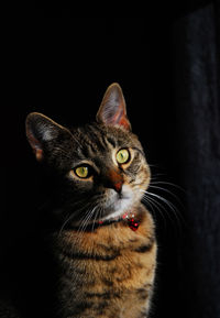 Close-up portrait of cat against black background