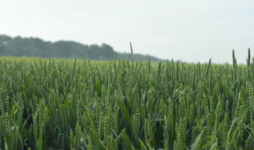 Scenic view of wheat field