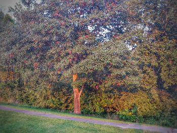 Road passing through trees