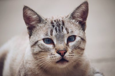 Close-up portrait of cat