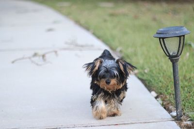 Portrait of dog