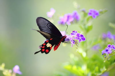 Close-up of butterfly pollinating on purple flower