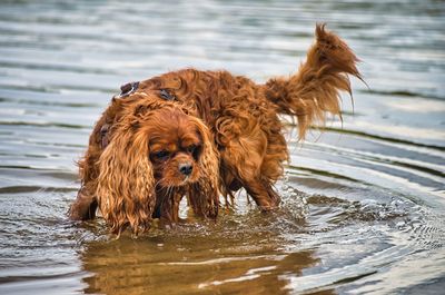 Dog standing in a lake