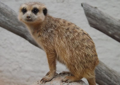 Portrait of meerkat sitting on rock by driftwood