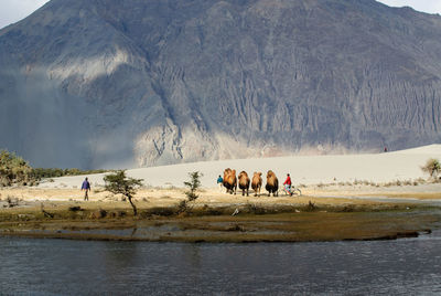 Bactrian camels walking at desert by lake