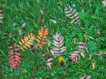 High angle view of plants growing on field