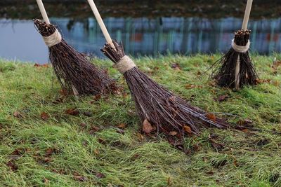 Broom on grass