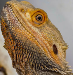 Close-up of lizard