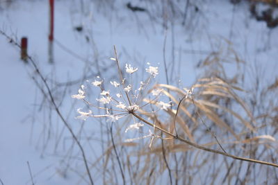 Close-up of snow on plant