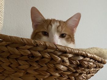 Portrait of a cat against wall