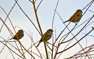 Low angle view of bird perching on branch against sky