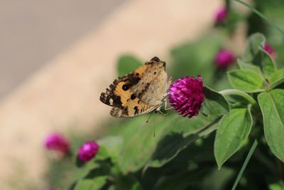 Close-up of butterfly pollinating on pink flower