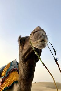 Close-up of a camel against the sky