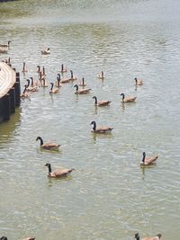 High angle view of ducks swimming in lake