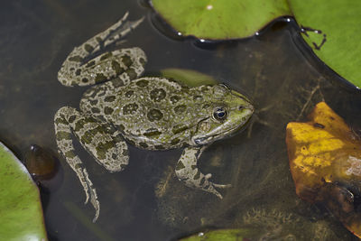 Close-up of frog swimming in pond